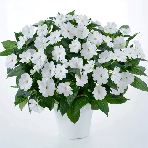 Bellfarm® Compact White Improved Impatiens Seeds