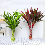 Mixed Lucky Bamboo Seeds