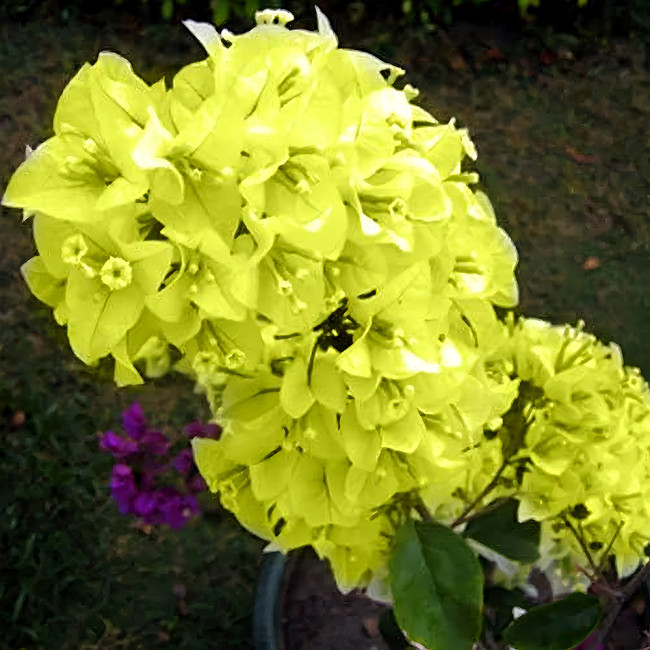 Bougainvillea Spectabilis Willd Seeds, Yellow