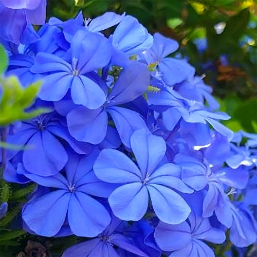 Compact Single-petal Geranium Seeds, Sky Blue