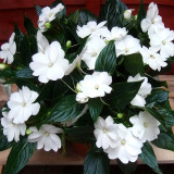 Bellfarm® Compact White Improved Impatiens Seeds
