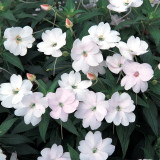 Bellfarm® Compact White Improved Impatiens Seeds