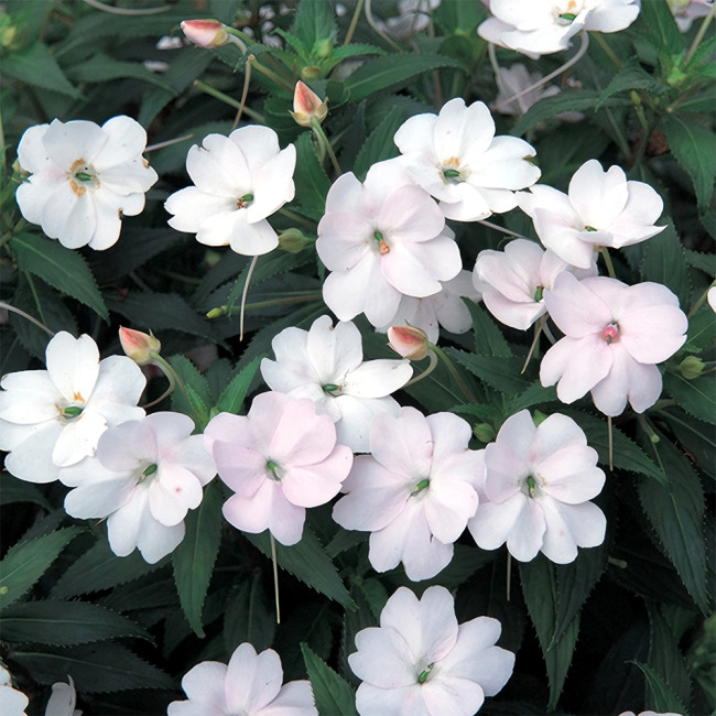 Bellfarm® Compact White Improved Impatiens Seeds