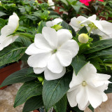 Bellfarm® Compact White Improved Impatiens Seeds