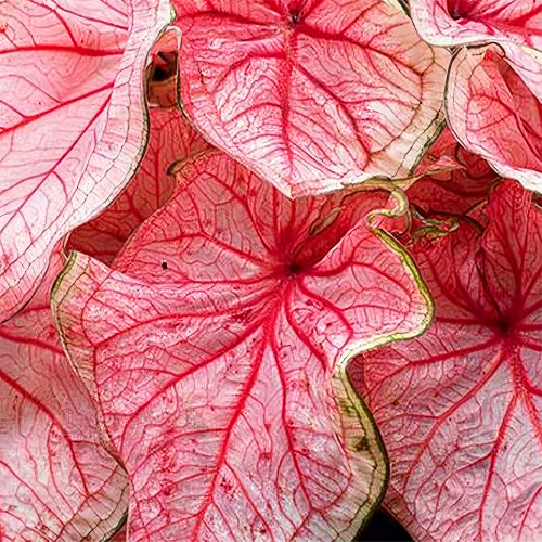 Caladiums Plant Seeds
