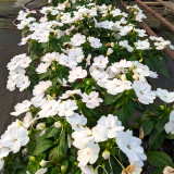 Bellfarm® Compact White Improved Impatiens Seeds