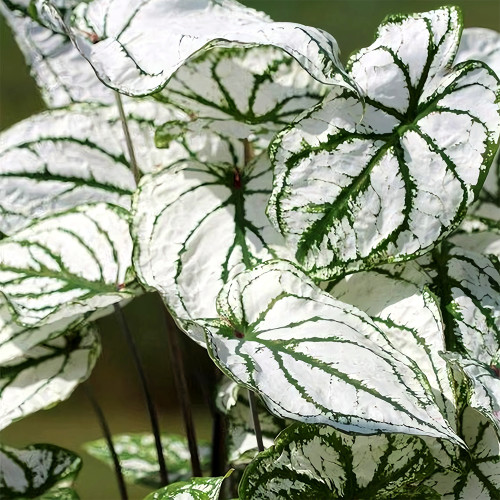 Caladiums Plant Seeds