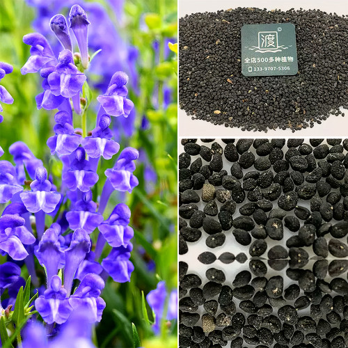 Bellfarm® Chinese Skullcap Seeds