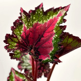 Janpanse Coleus Seeds