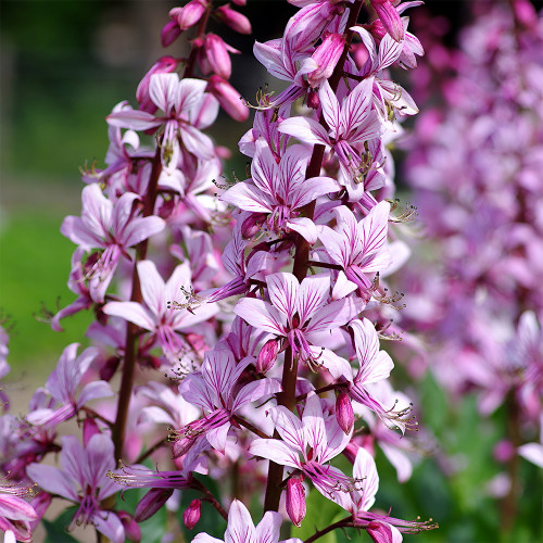Bellfarm® Dictamnus albus Seeds