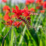 Crocosmia aurea Seeds