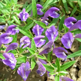 Bellfarm® Chinese Skullcap Seeds