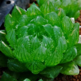 Haworthia cooperi var. picturata Seeds