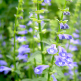 Bellfarm® Barbed Skullcap Seeds