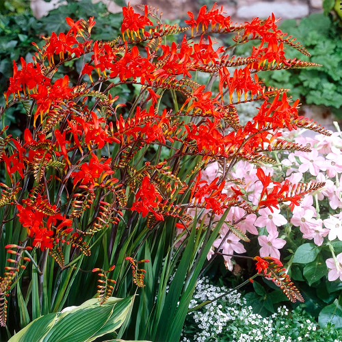 Crocosmia aurea Seeds