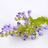 Bellfarm® Barbed Skullcap Seeds