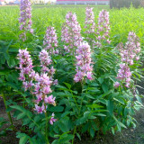 Bellfarm® Dictamnus albus Seeds