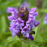 Bellfarm® Self Heal Seeds