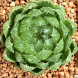 Haworthia cooperi var. picturata Seeds