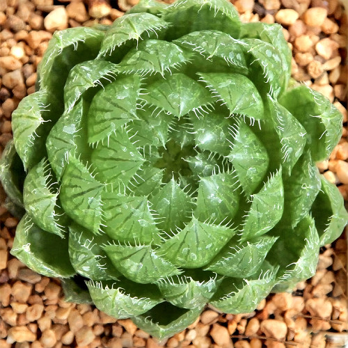Haworthia cooperi var. picturata Seeds