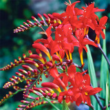 Crocosmia aurea Seeds