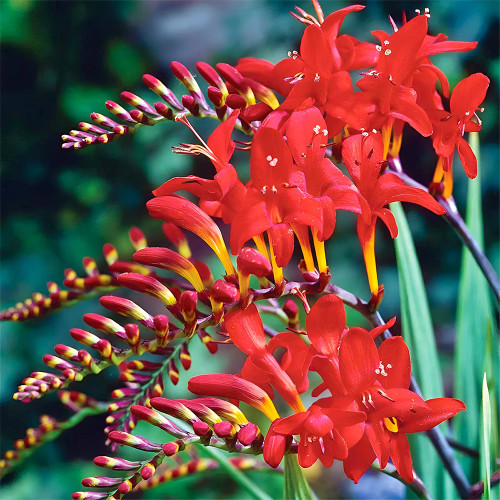Crocosmia aurea Seeds