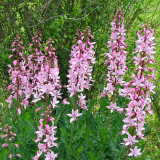 Bellfarm® Dictamnus albus Seeds