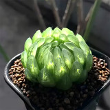 Haworthia cooperi var. picturata Seeds