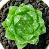 Haworthia cooperi var. picturata Seeds
