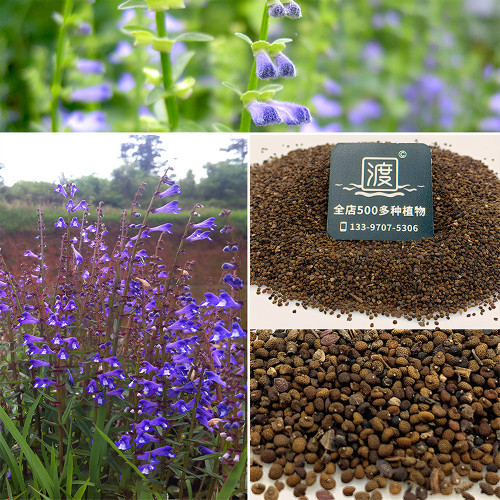 Bellfarm® Barbed Skullcap Seeds