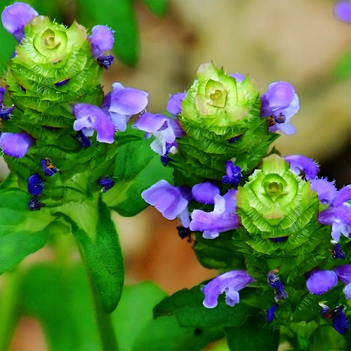 Bellfarm® Self Heal Seeds