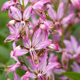 Bellfarm® Dictamnus albus Seeds