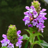 Bellfarm® Self Heal Seeds