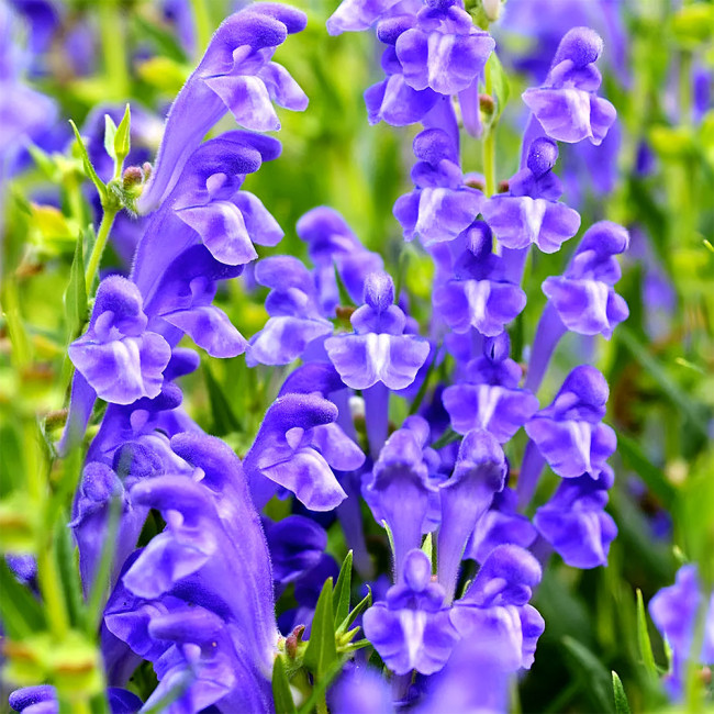Bellfarm® Chinese Skullcap Seeds