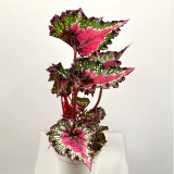 Janpanse Coleus Seeds