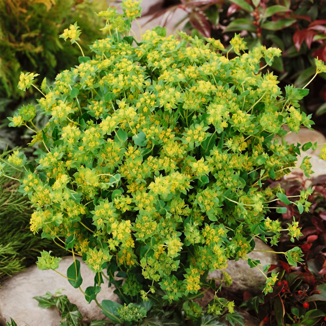 Bellfarm® Bupleurum chinense Seeds
