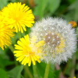 Bellfarm® Dandelion Seeds