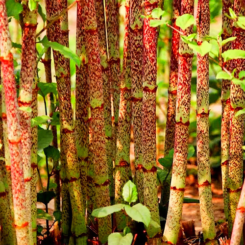 Bellfarm® Reynoutria japonica Seeds