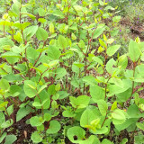 Bellfarm® Reynoutria japonica Seeds