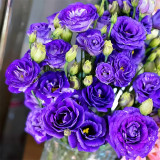 Lisianthus Seeds