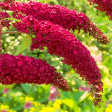 Butterfly Bush Seeds