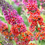 Butterfly Bush Seeds