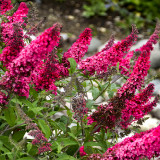 Butterfly Bush Seeds