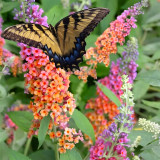 Butterfly Bush Seeds