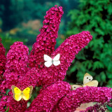 Butterfly Bush Seeds