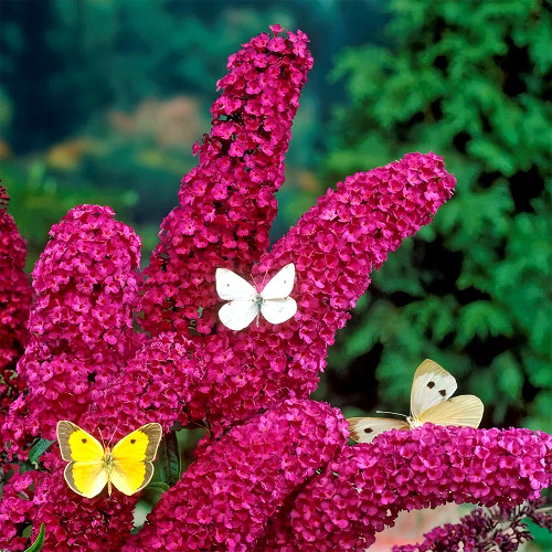 Butterfly Bush Seeds