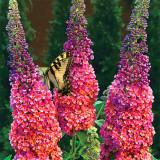 Butterfly Bush Seeds