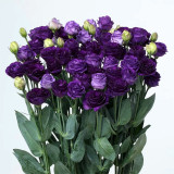 Lisianthus Seeds
