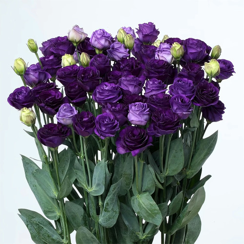 Lisianthus Seeds