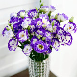 Lisianthus Seeds, White Flowers with Purple Rim
